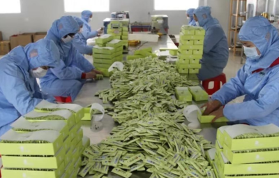 牛蒡沃土绽金花 绿色农肥助振兴——徐州丰县以特色产业与科学施肥撑起乡村发展脊梁